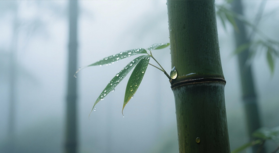 不與水爭的溫柔底氣——華洲竹馨板，解鎖家居防潮的竹系智慧